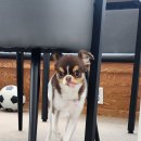 뽀뽀뽀하개 이미지