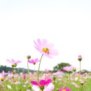 행운행정사 이미지