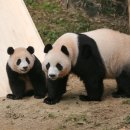 판다 이미지