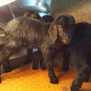 영소 농장 이미지