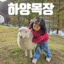 앙팡목장 | 홍천 하양목장 방문기 / 양과 함께 힐링하는 가족 나들이 장소 / 아이와 갈만한 곳