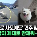 [씬속뉴스] &#39;고속도로 사모예드&#39; 견주 찾았다 &#34;잠금장치 제대로 안채워…죄송&#34; 이미지