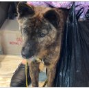 방학동물외과센터 이미지