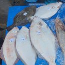 (판매종료) 횟감민어,광어,덕자,병어 이미지