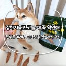 고르다 수제간식 | 강아지육포 고를 때 꼭 확인하세요, 애견간식 펫하루 수제 멸균간식 닭안심져키 후기