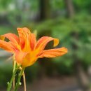 월영연못공원 이미지