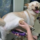 올리스 방이점 | [올리스24 방이점] 24시간 운영하는 셀프 애견목욕 무인샵 후기❤️