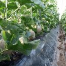 광록농장 이미지