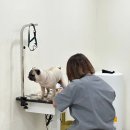 멍뭉이 쌀롱 이미지