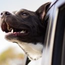 동물택시 이미지