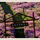 장수,남원의 봉화산 철쭉꽃 이미지