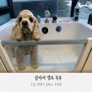 댕댕이블루스 이미지