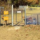 쌍우물로104번길 4 | 카프리초 : 부산 북구 만덕 애견동반카페 애견운동장 대형견 추천