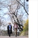 4월2일(목) 남산 벚꽃& 해방촌 이미지