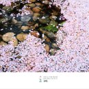 봄맞이 진달래(자연의 시 봄시 모음 )/혜원 전진옥 이미지