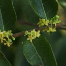 만두나무 이미지