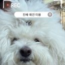 꽃내음나개 네이버블로그