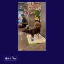 신논현약국 | 강남애견카페 봉브라더스 애견호텔과 놀이방 가격