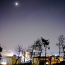 달맞이밤 이미지