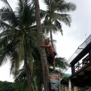 민도로에서 코코넛나무.... 이미지