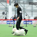 꼬똥몽드 이미지