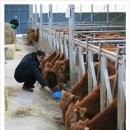 명천목장 이미지