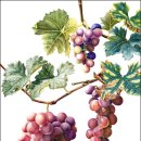 포도나무 이미지