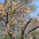 간전중앙로 이미지