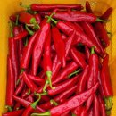 조영래농장 이미지