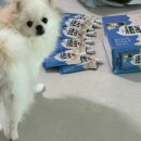 아이펫 | 강아지, 고양이우유 서울우유 `아이펫밀크 저지방` 반려동물 우유 내돈내산 후기