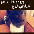 도그스쿨 이미지