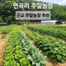 기쁨농장 | 주말농장 처음이라면 참고할 연곡리 농장 이용 후기