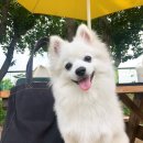 드린겐 애견테마파크 이미지