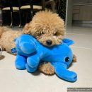 이운영펫하우스 | 청주애견미용 걱정없이 맡길수있는곳을 찾았구나♥