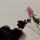 스니프 아틀라스 이미지