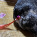 (주)본아미