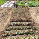 성동농장 | 서울에서 텃밭 가꾼 후기, 노원 공공 텃밭/ 민간 주말농장 추천 및 가이드