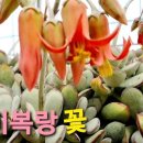 꽃나비다육이랑