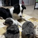 폼스하우스 이미지