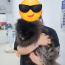 밀크숑 애견샵 | 김해애견미용 봉쥬르밀크숑