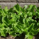 신제주초등학교 이미지