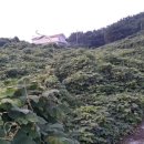 덕원길 Daum카페