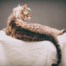 이층집고양이 이미지