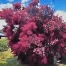 자엽안개나무 로얄퍼플 (스탠다드형) 이미지