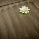 와이포스 이미지