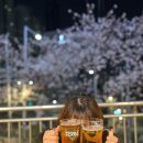 벚꽃호프