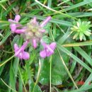 구름송이 이미지