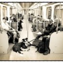 대중도기 이미지