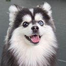 강아지꿈 | 서울 강아지 산책 추천🐶 북서울 꿈의숲 애견동반 후기 (넓어서 진짜 좋아요) (ft.반려견 놀이터 정보...