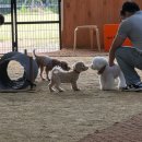 오렌지 애견 클럽 이미지